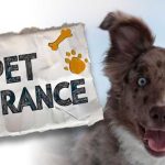 From Puppies to Senior Pets: A Complete Pet Insurance Guide for Every Stage of Your Animal’s Life