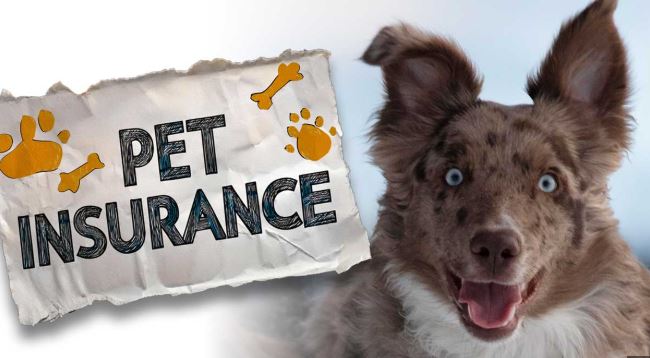 You are currently viewing From Puppies to Senior Pets: A Complete Pet Insurance Guide for Every Stage of Your Animal’s Life